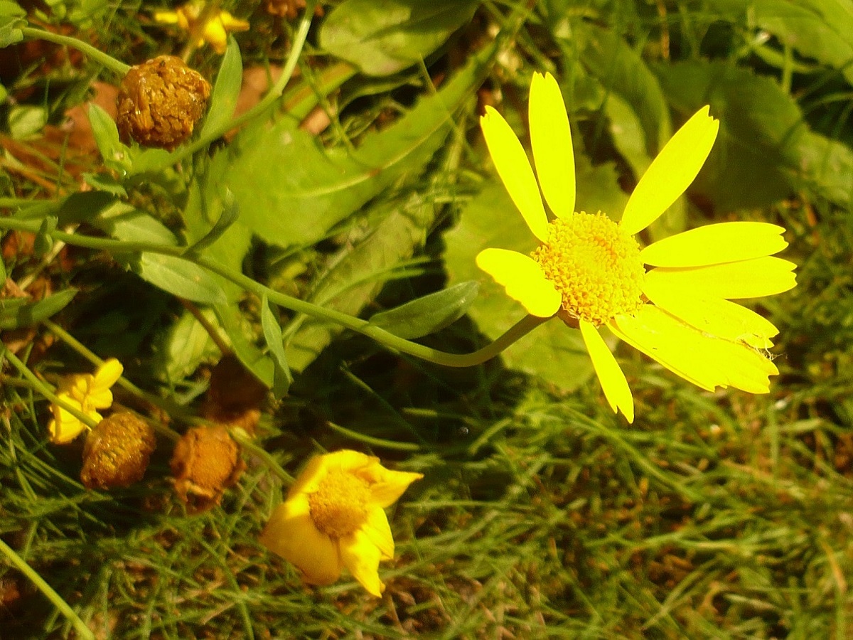 Glebionis segetum (Asteraceae)